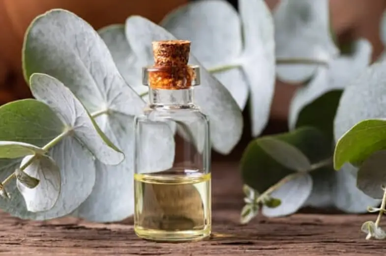 eucalyptus oil for beard growth