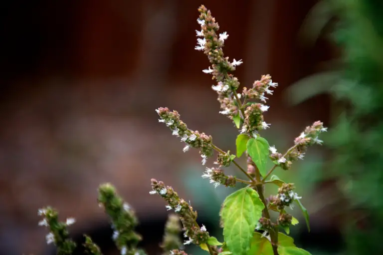 what-does-patchouli-smell-like-it-s-uses-benefits