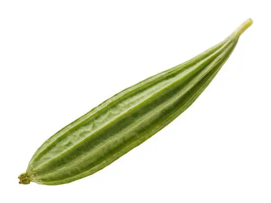 ribbed gourd